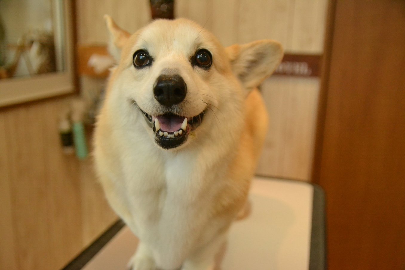 nicoちゃん☆