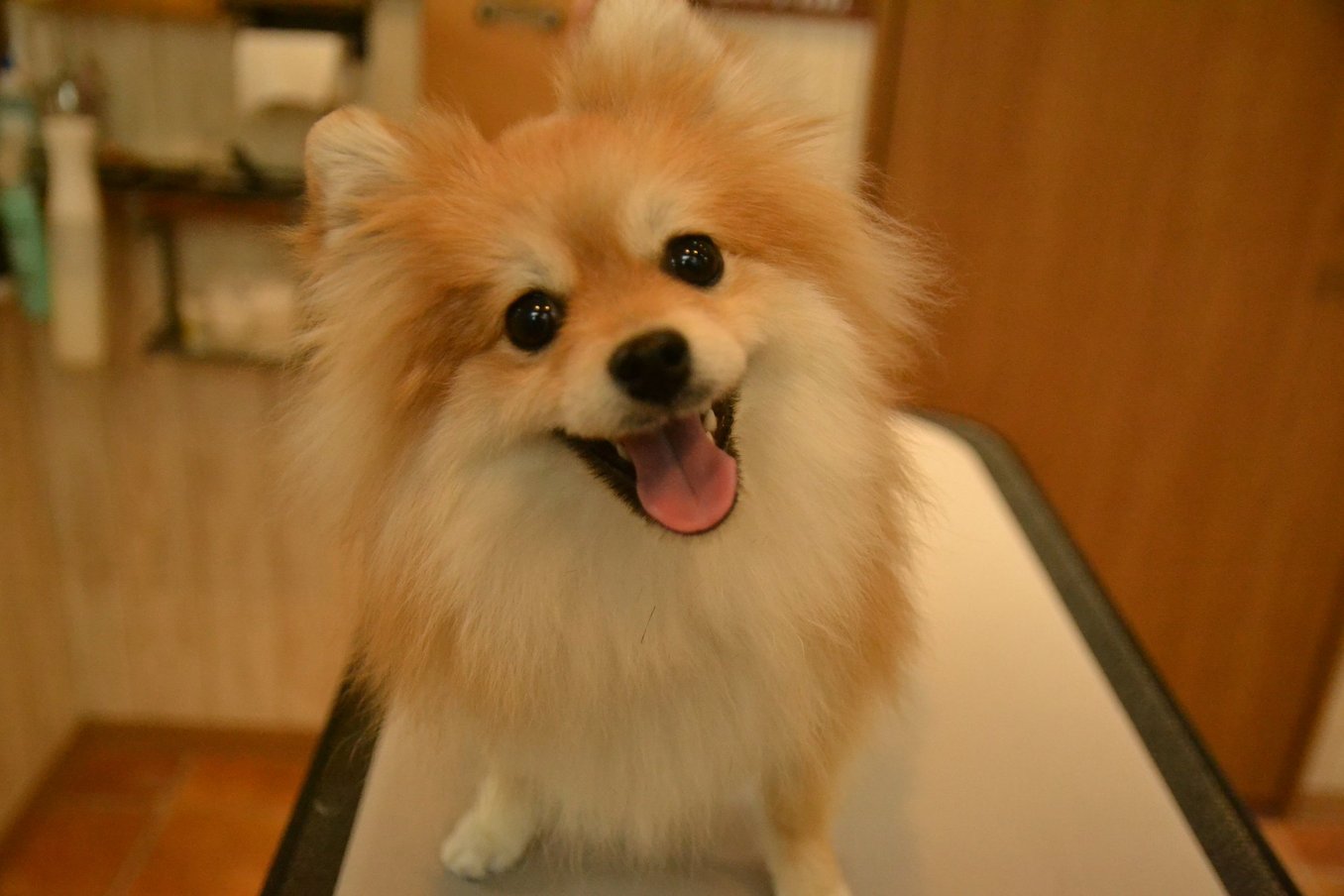 れんちょんちゃん♡